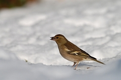 David Plant Photography - Wildlife Photographer - Chaffinch female - E